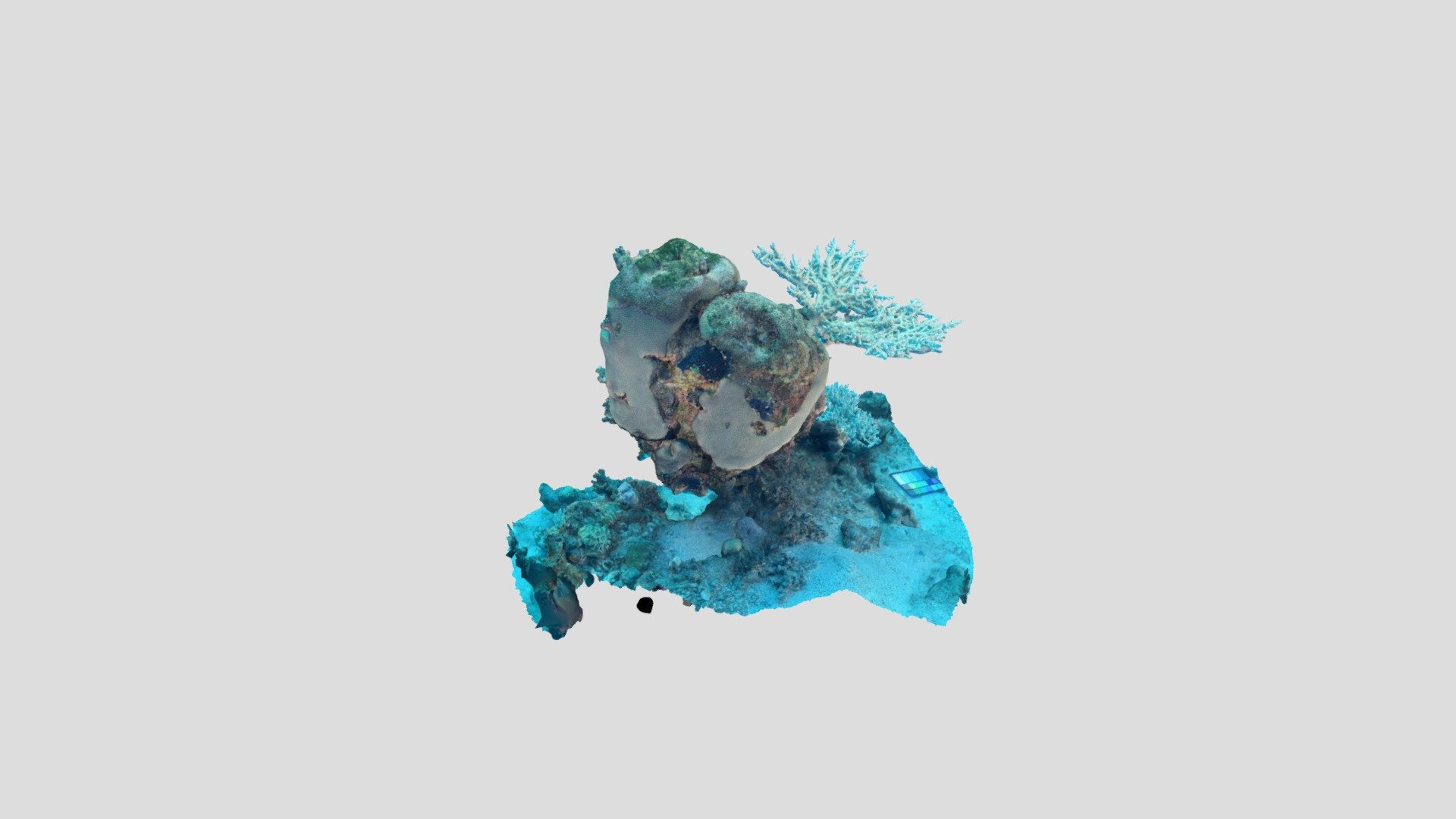 CoralHead 15m Depth, EilatIUI - 3D model by VISEAON - Treibitz Marine ...