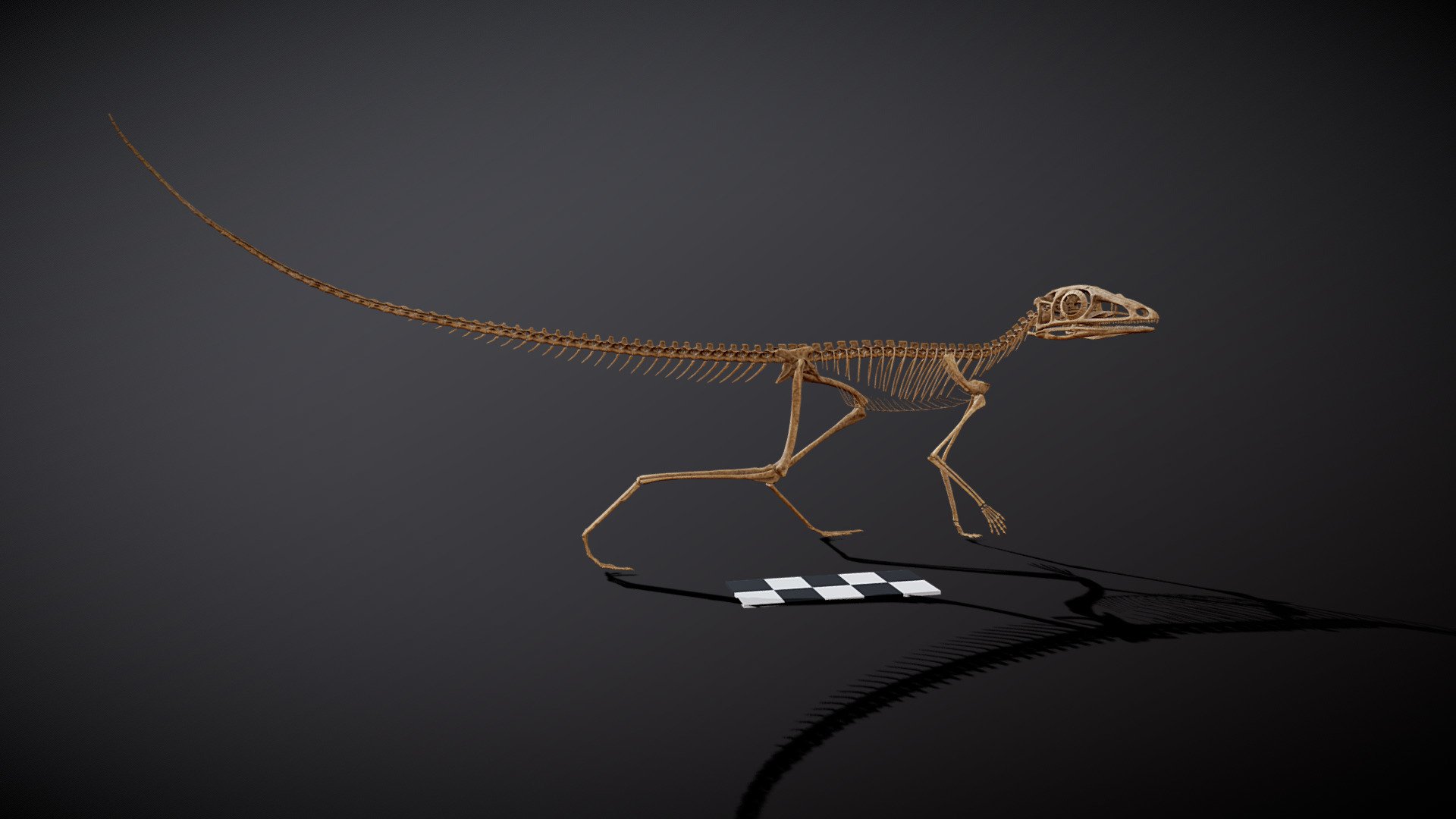 Scleromochlus taylori 3D model by Matt Humpage (MattHumpage
