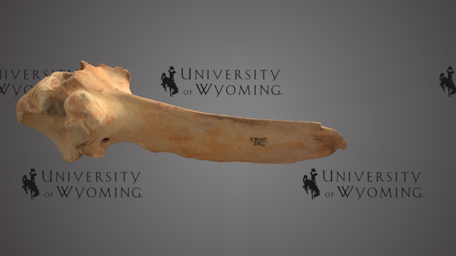UW 51416 - Mammalia, Thoracic Vertebra
