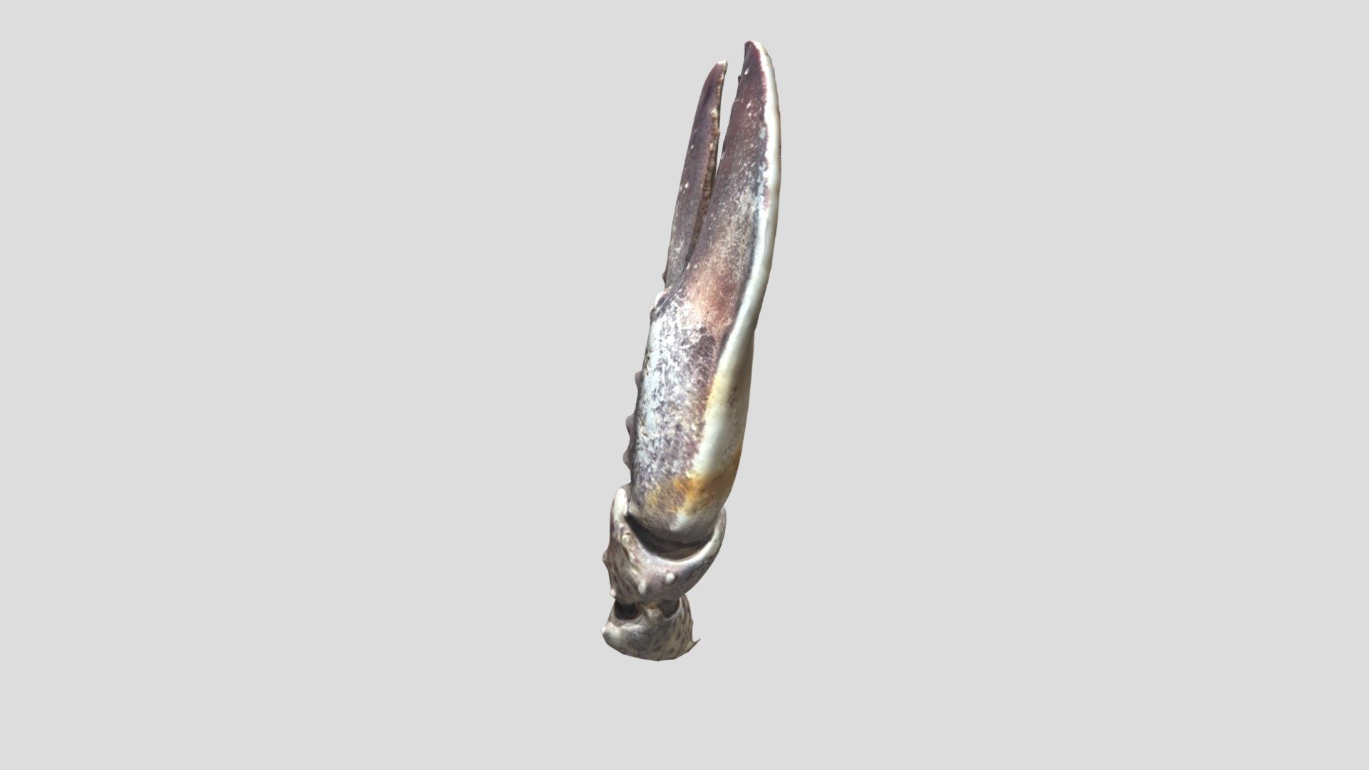 Lobster Claw — Sketchfab embed 3D viewer