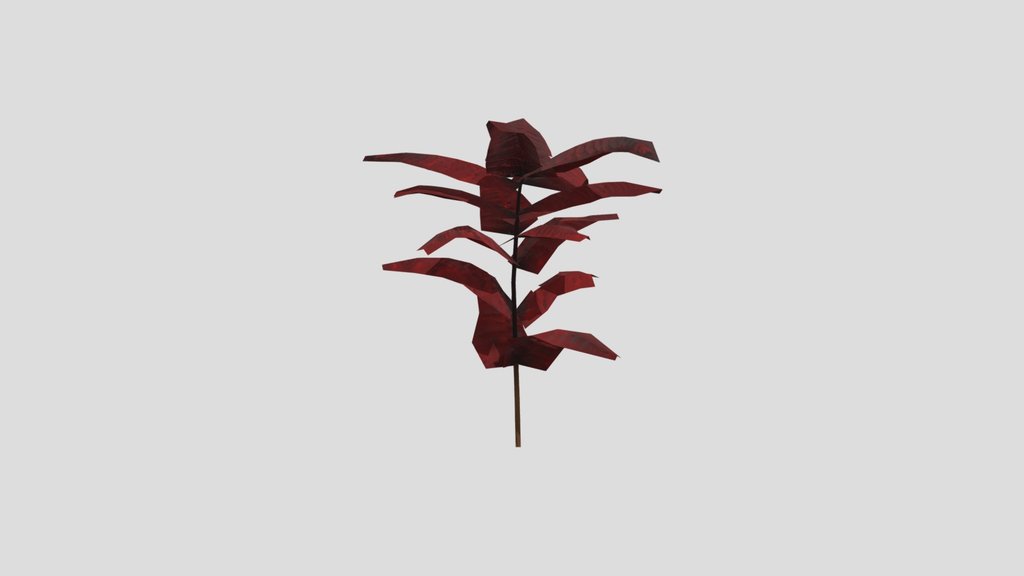 Bush Tall Fern A1
