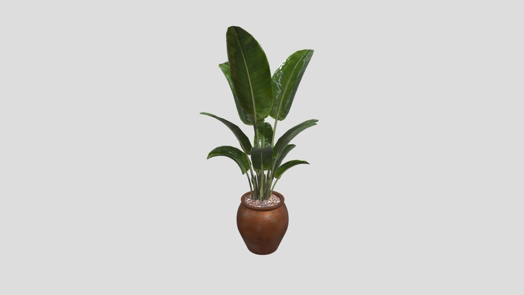 Plant