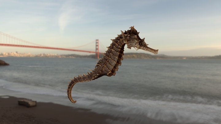 Caballito de Mar 3D Model