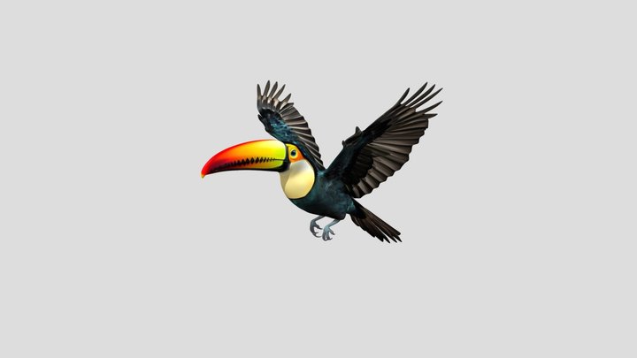 Toco Toucan Bird 3D Model Free
