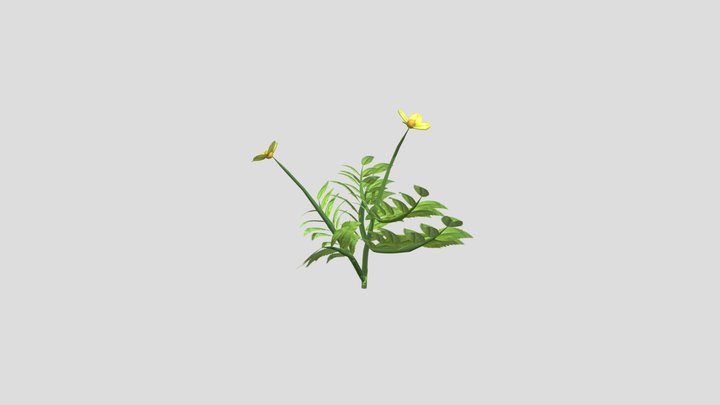 Argentina Anserina 3D Model