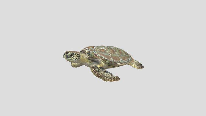 Serene Sea Turtle – Kostenloses 3D-Modell STL