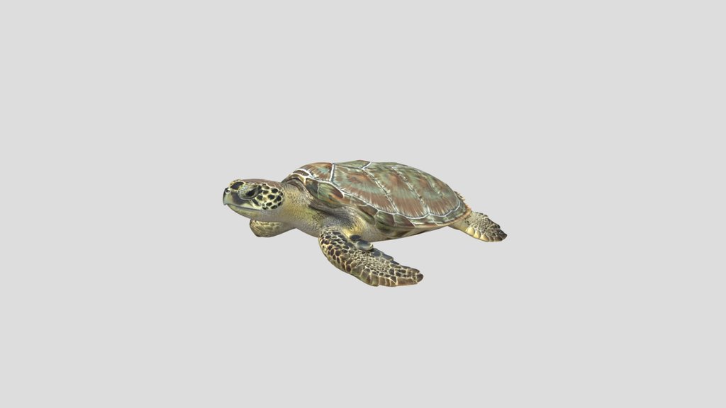 Serene Sea Turtle