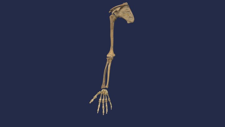 Obere Extremität, re. 3D Model