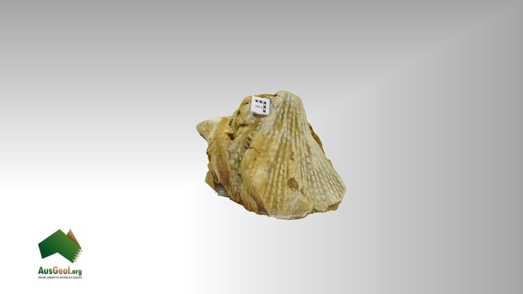 Bryozoan6