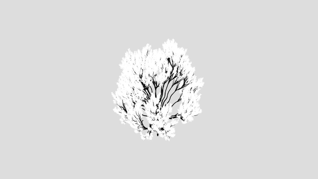 Tree Pinus Mugo