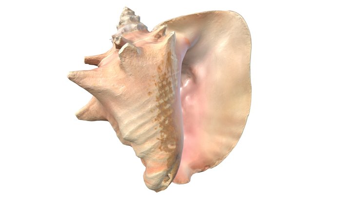 Conch