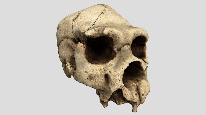 Heidelbergensis Skull 3D Model