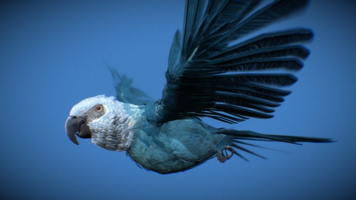 Spix's Macaw - Ararinha Azul 3D Model