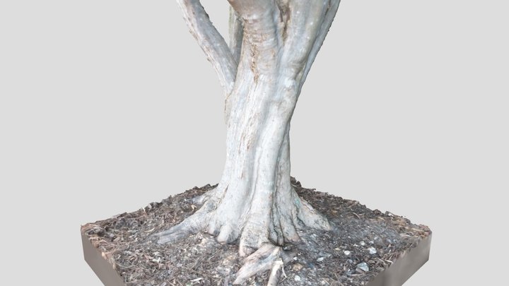 Japanese Maple trunk 3D Model