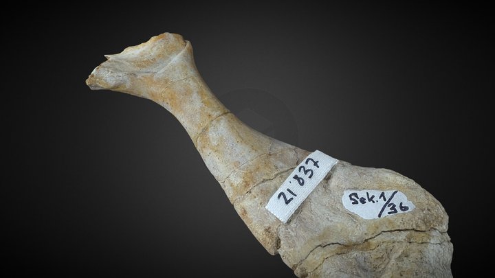 fossile turtle bone (right humerus) 3D Model