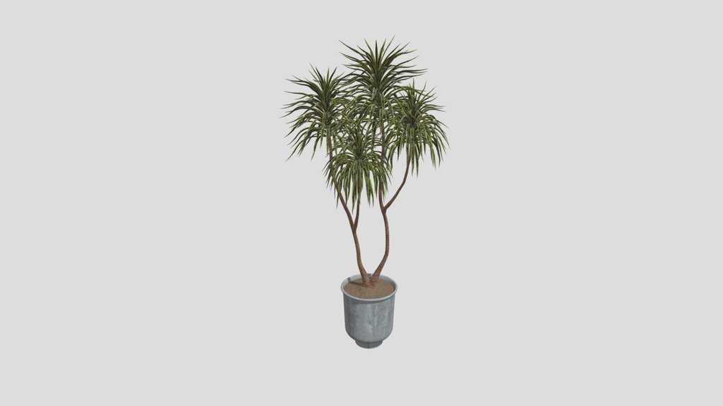 Plant