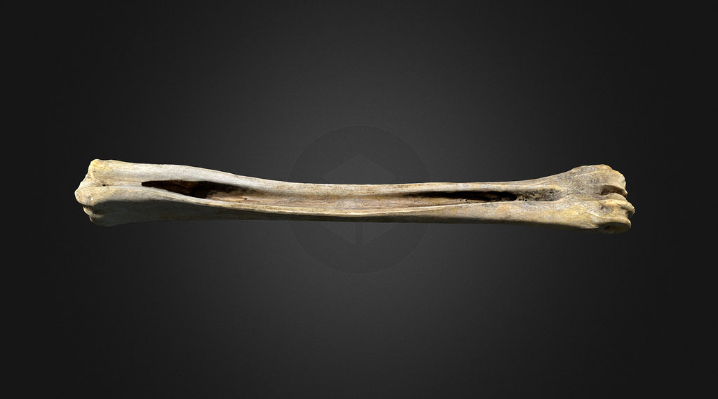 Bone Beamer (2238a1583)