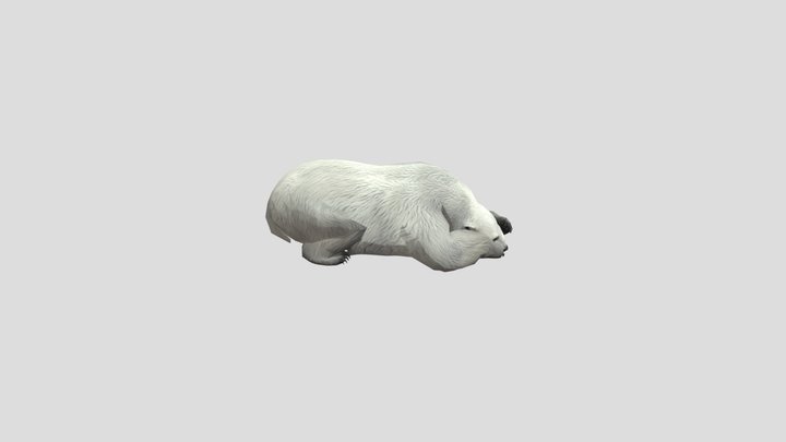 Polar_bear_062 3D Model