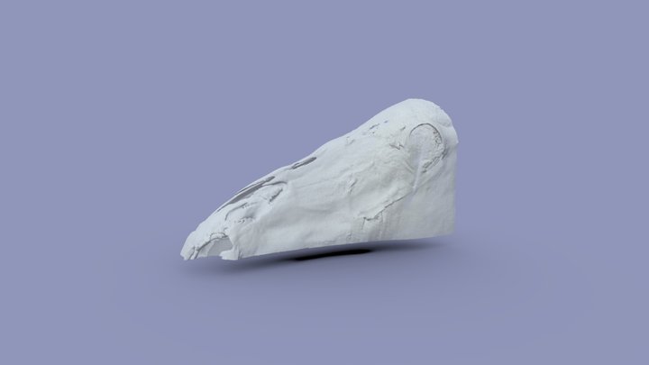 Equine Left Side Sinus And Bone 3D Model