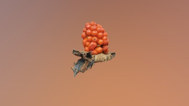 Hoaqua 3D Model