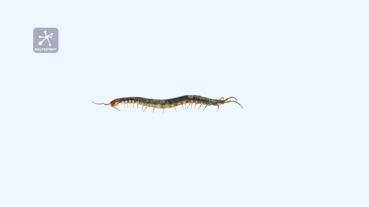 Ciempiés de cabeza azul 3D Model