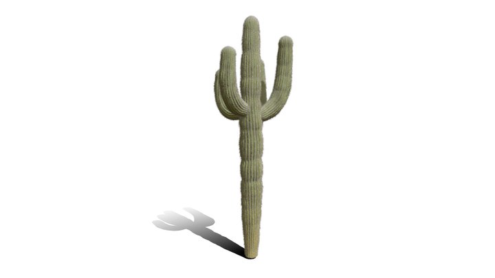 Realistic HD Saguaro cactus (28/30)