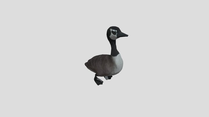 canada duck chiquito 3D Model