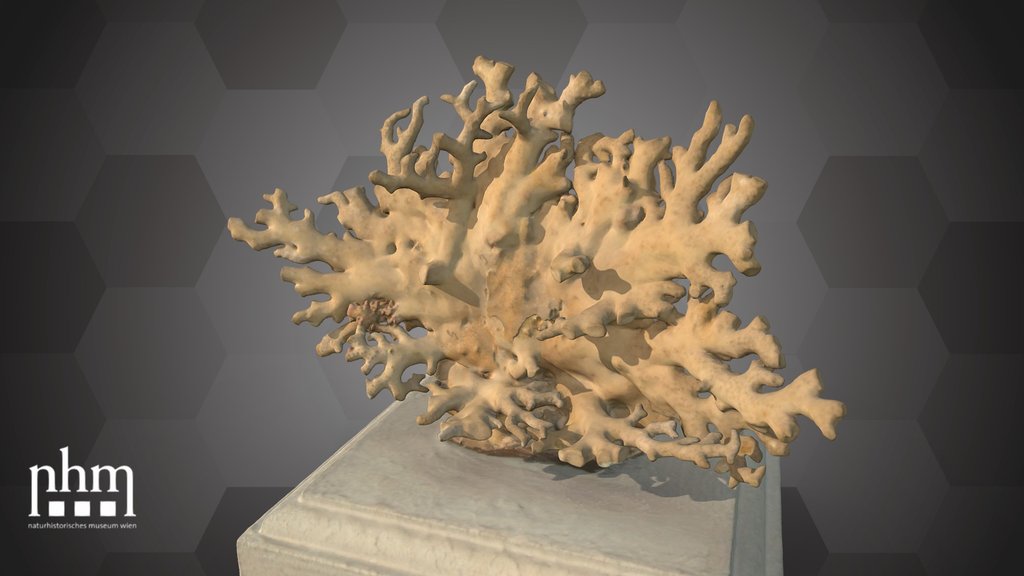 Calcareous benthic hydroid (NHMW-ZOO-EV-0000041)