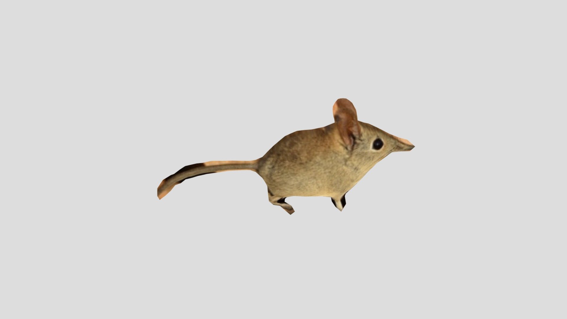 Elephant Shrew Sketchfab