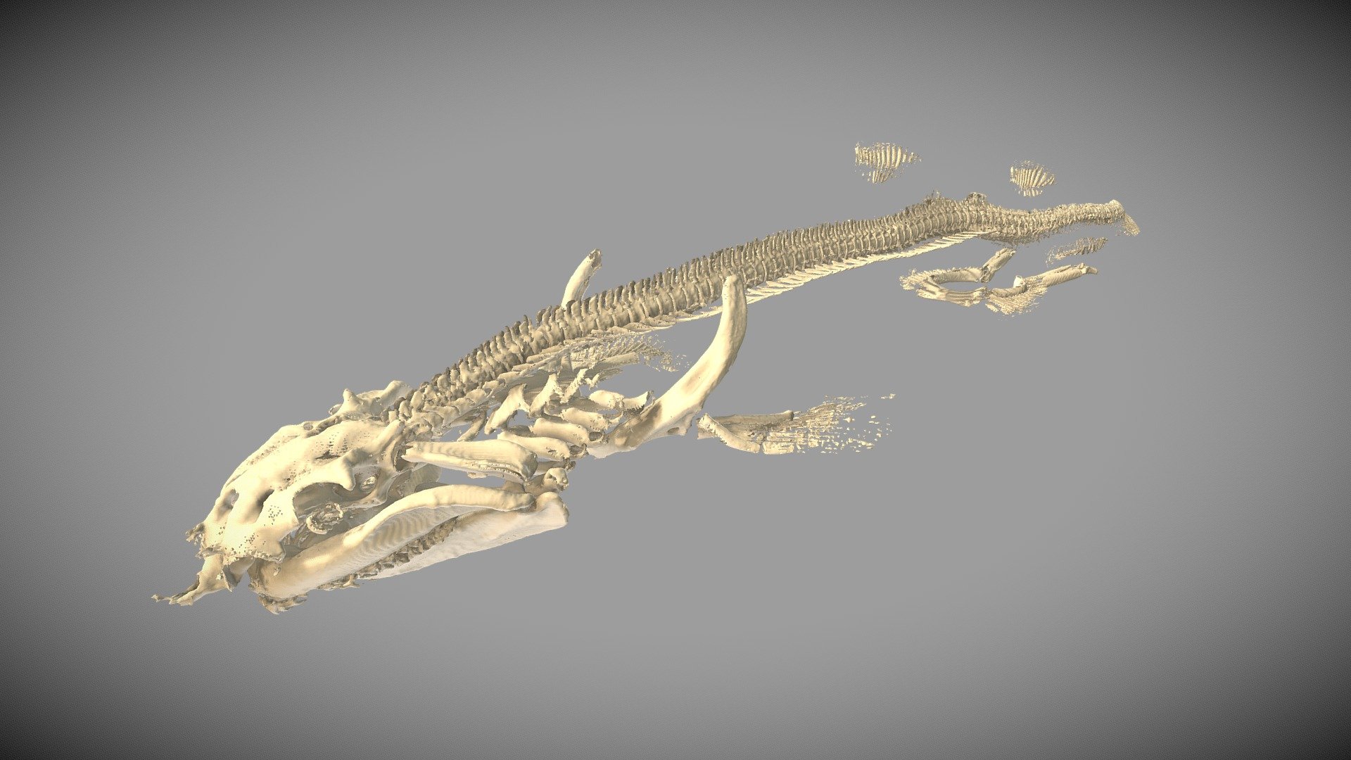 Sand tiger shark (Carcharias taurus) Skeleton - Download Free 3D model ...