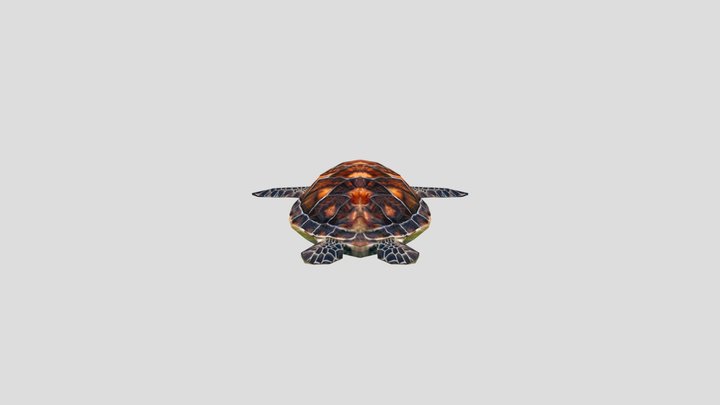 SEATURTLE 3D Model