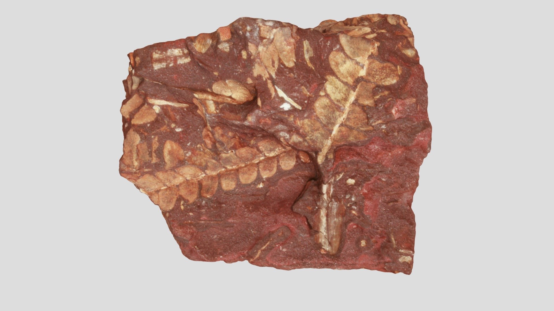 Otozamites feistmanteli