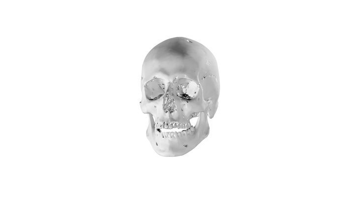Modern human skull 3D Model