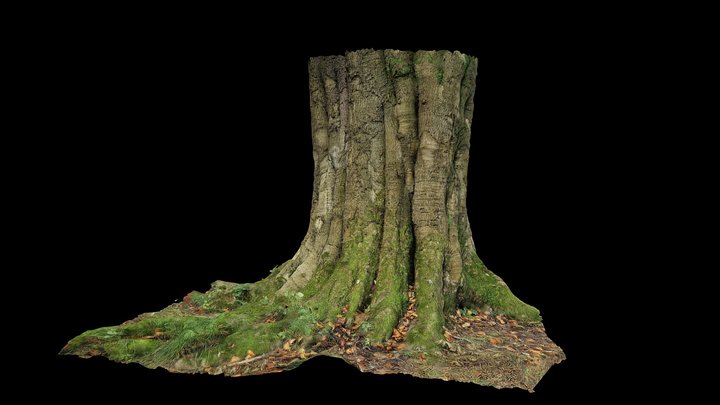 The Greenhill Primary School Tree in Graves Park 3D Model