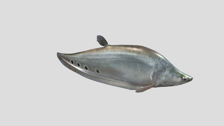 Clown Knifefish.fbx 3D Model
