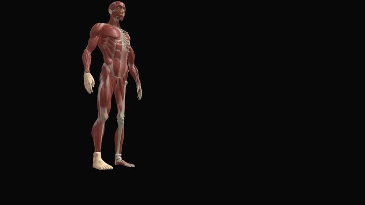 ecorche_-_anatomy_study 3D Model
