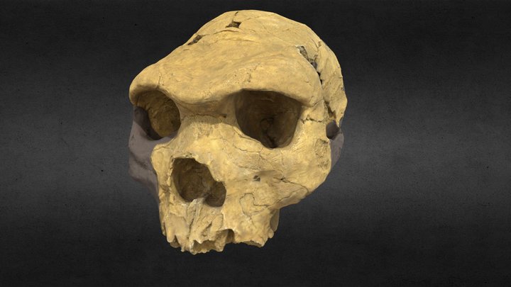 Bodo Cranium 3D Model