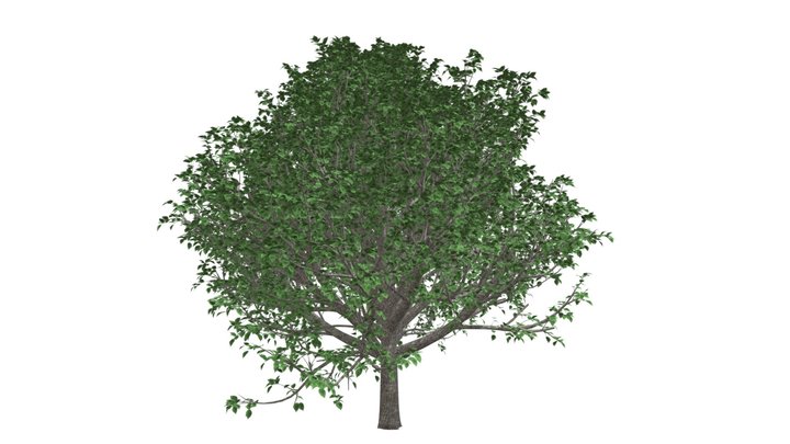 Bradford Callery Pear Tree #04 3D Model