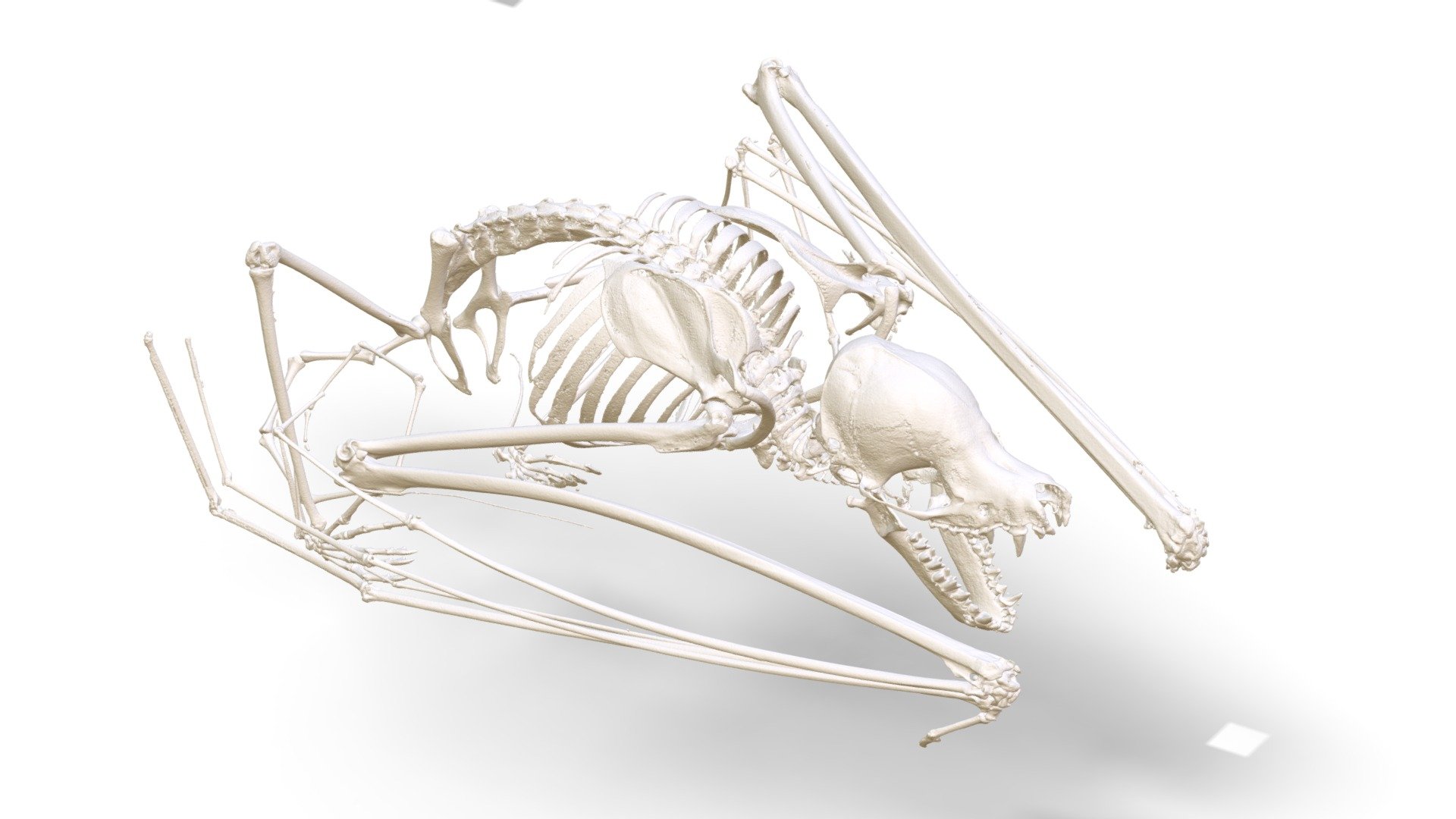 Myotis sp. (MSB:Mamm:262090) - 3D model by Biodiversity [3882258 ...