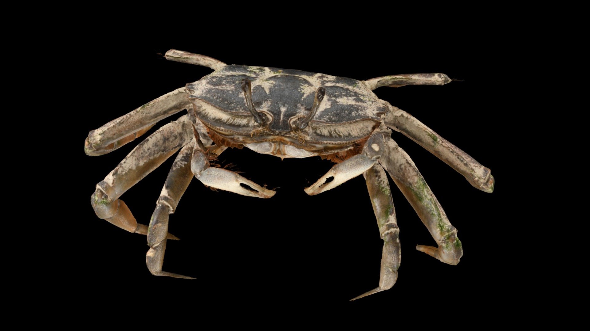 ヤマトオサガニ Burrowing Crab, Macrophthalmus japonicus