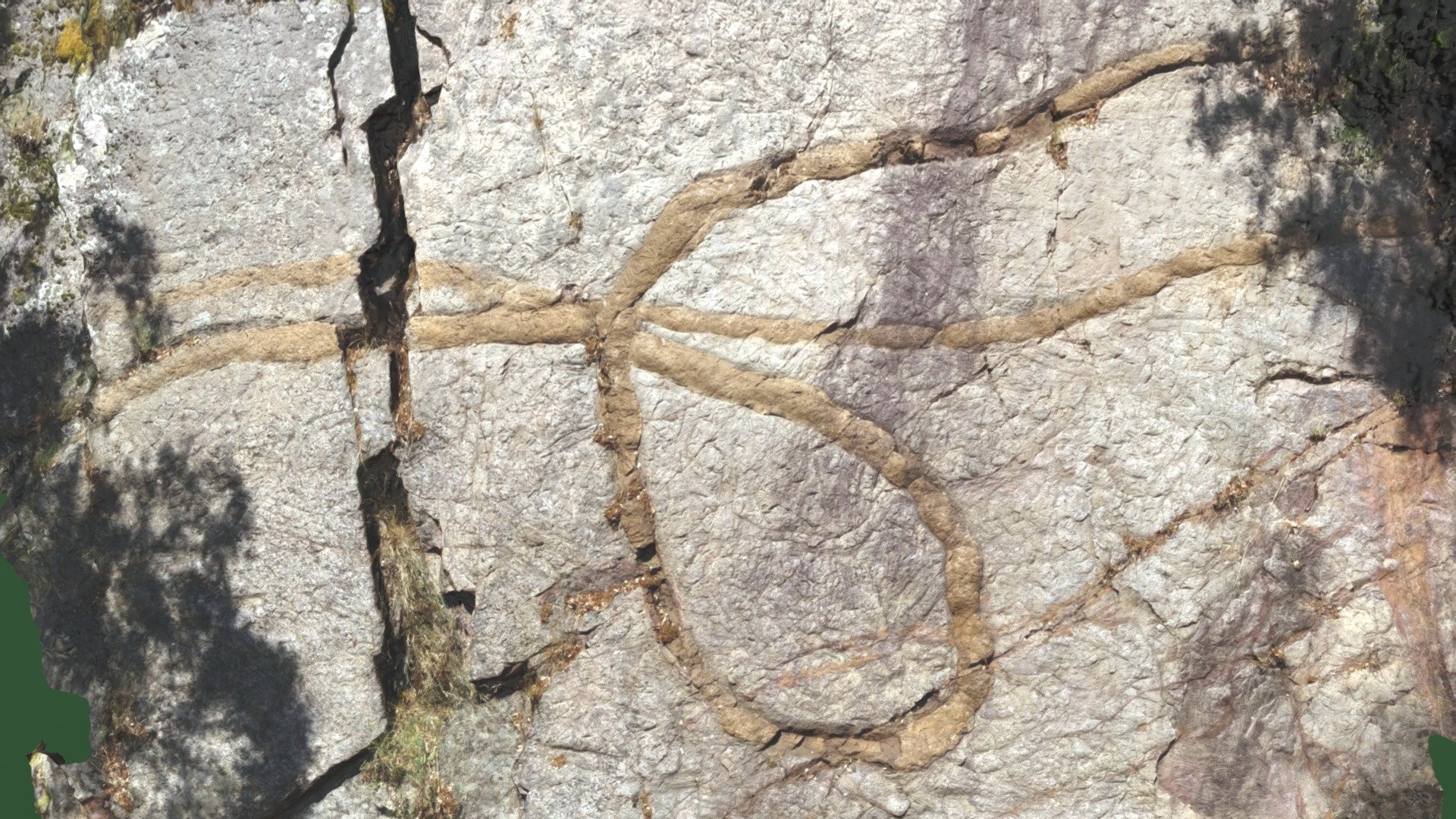 Giant worm fossil footprint