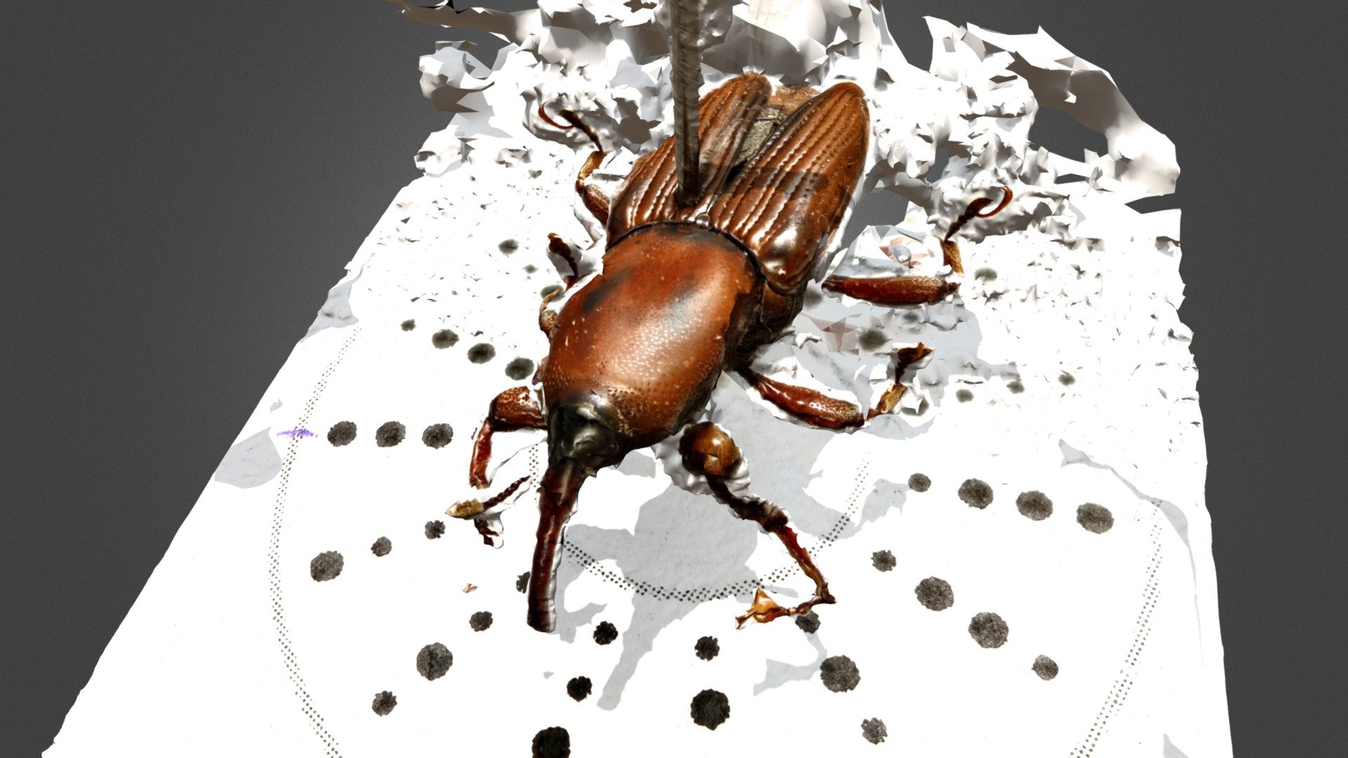 Weevil_15degree_subset1 - 3D model by Shreekant Deodhar (@shreekant ...