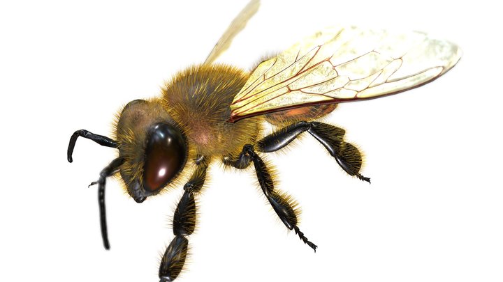 Honey_Bee 3D Model