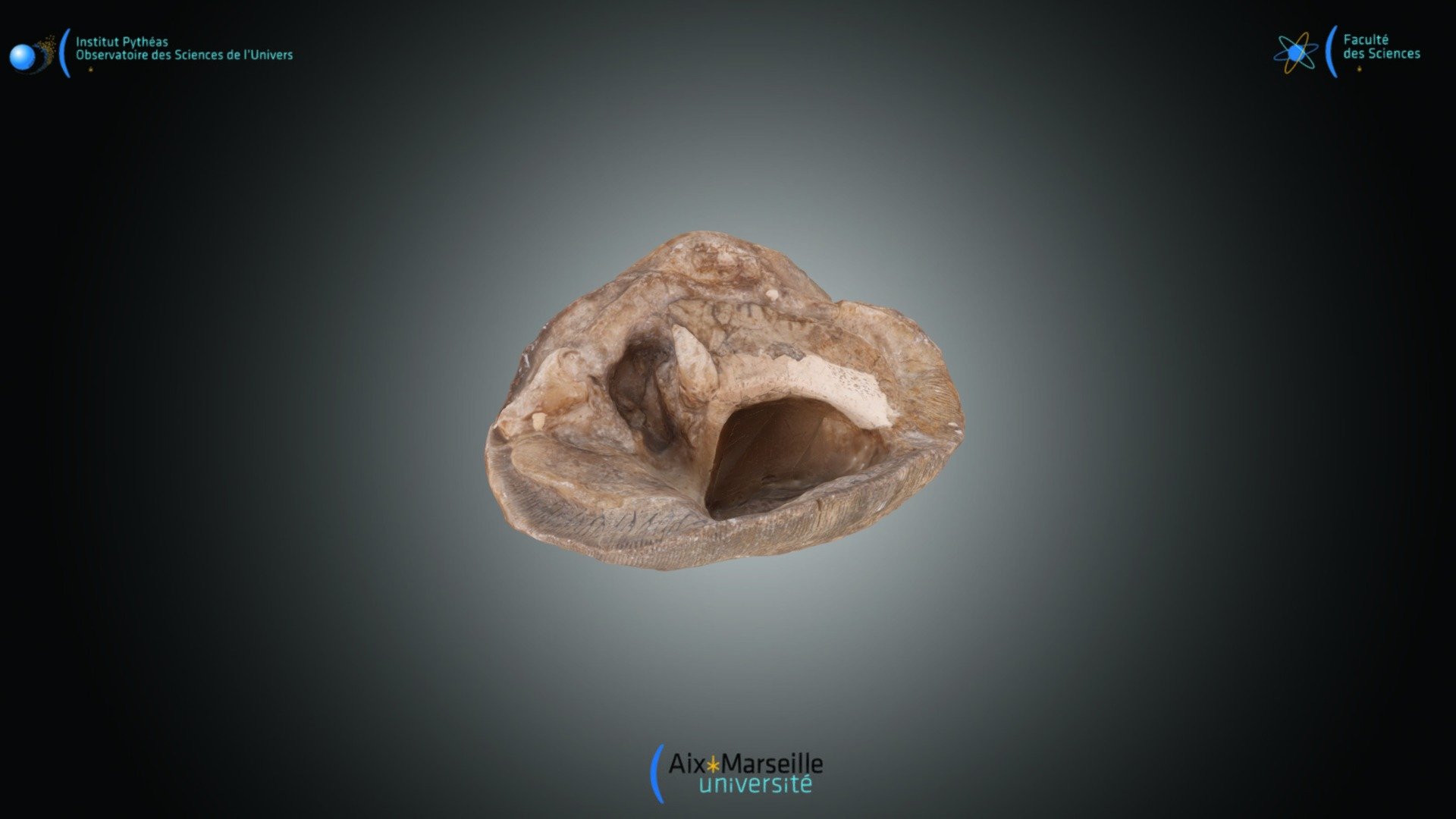 Bivalve - Plagioptychus toucasi