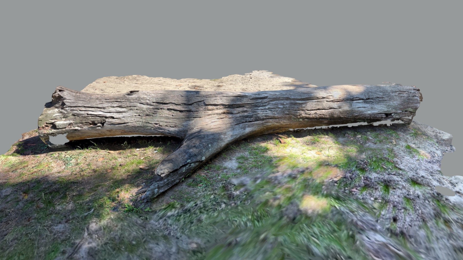 Bronte Dead Tree