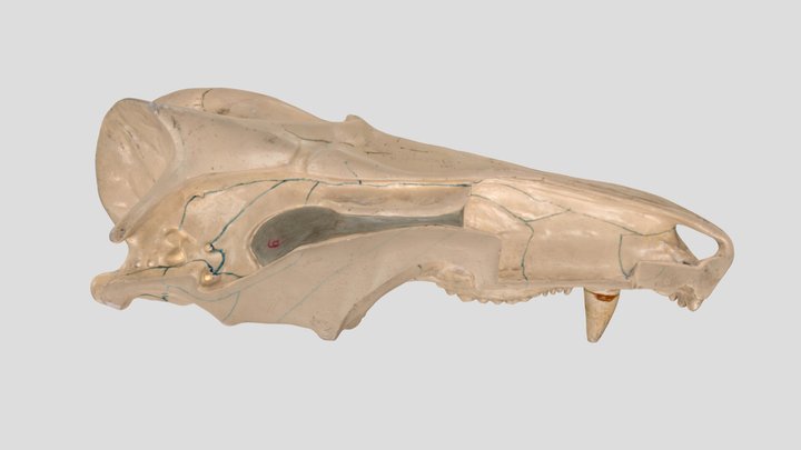 Diademodon sp. 3D Model