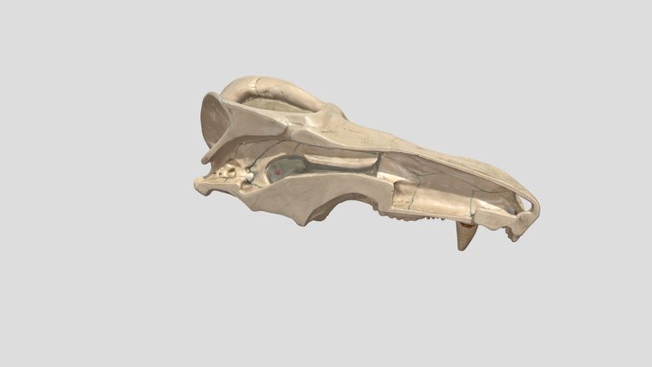 Diademodon sp. 3D Model