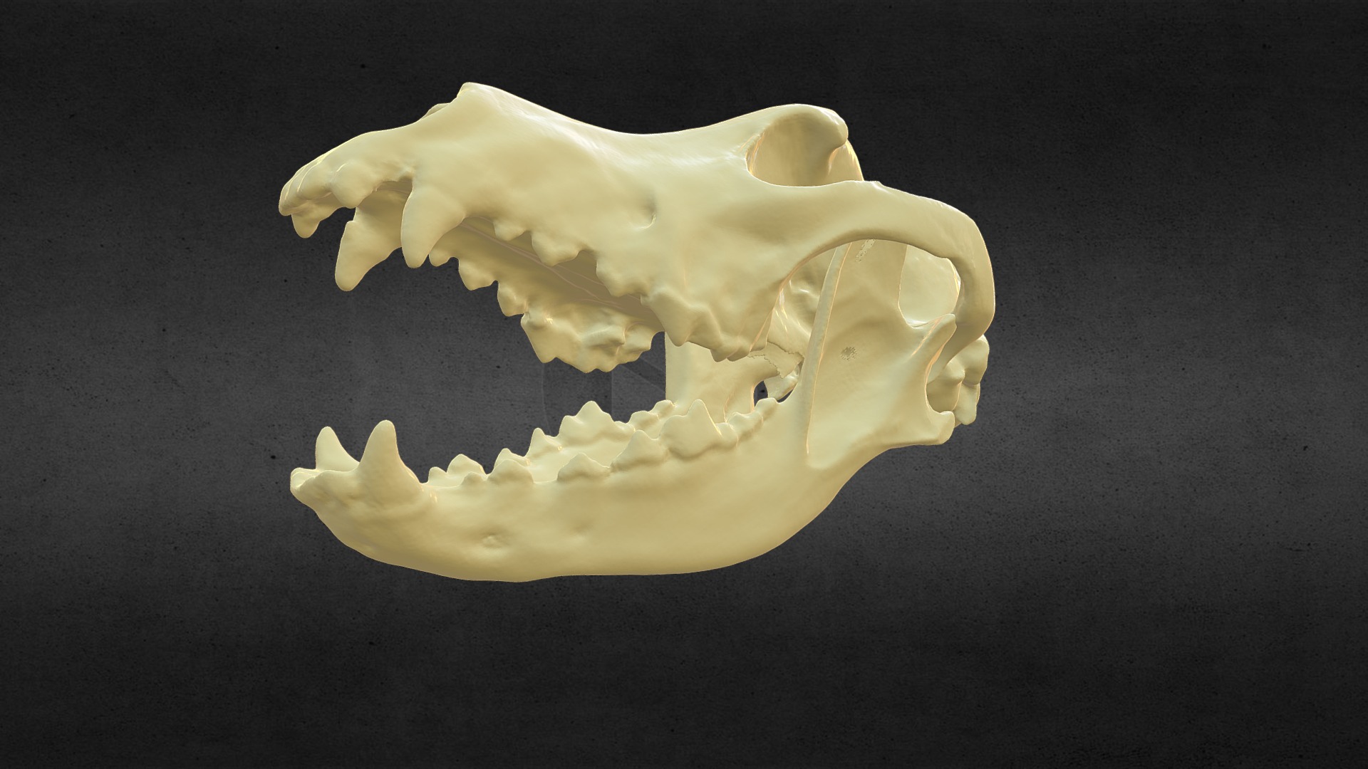 3D model Wolfskull - This is a 3D model of the Wolfskull. The 3D model is about a white object with a black background.