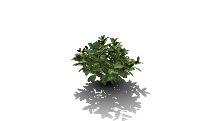 Realistic HD Chinese jungle geranium (6/10) 3D Model