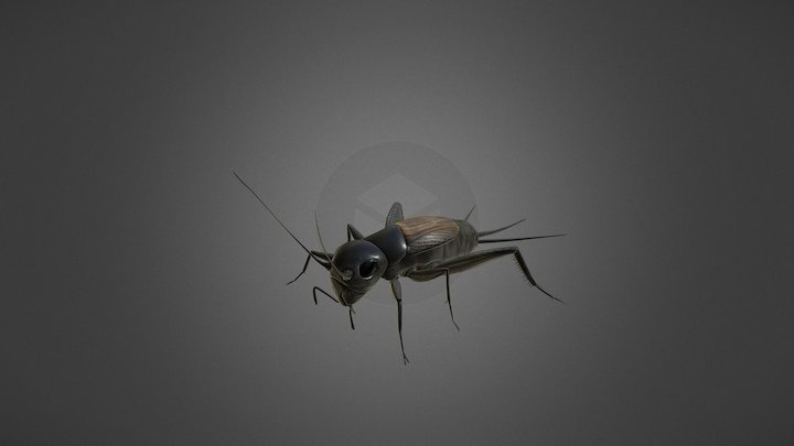 Veldkrekel - Cricket 3D Model